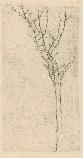 Kale boom 1900 1920