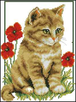 CMP 400074 Kitten In Poppies