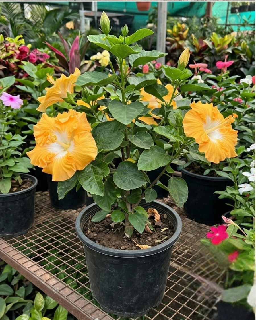Hibiscus Harvest Moon — view 4