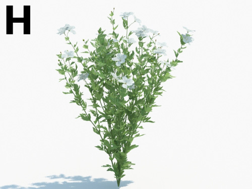 Maxtree - Plant Models Vol.3