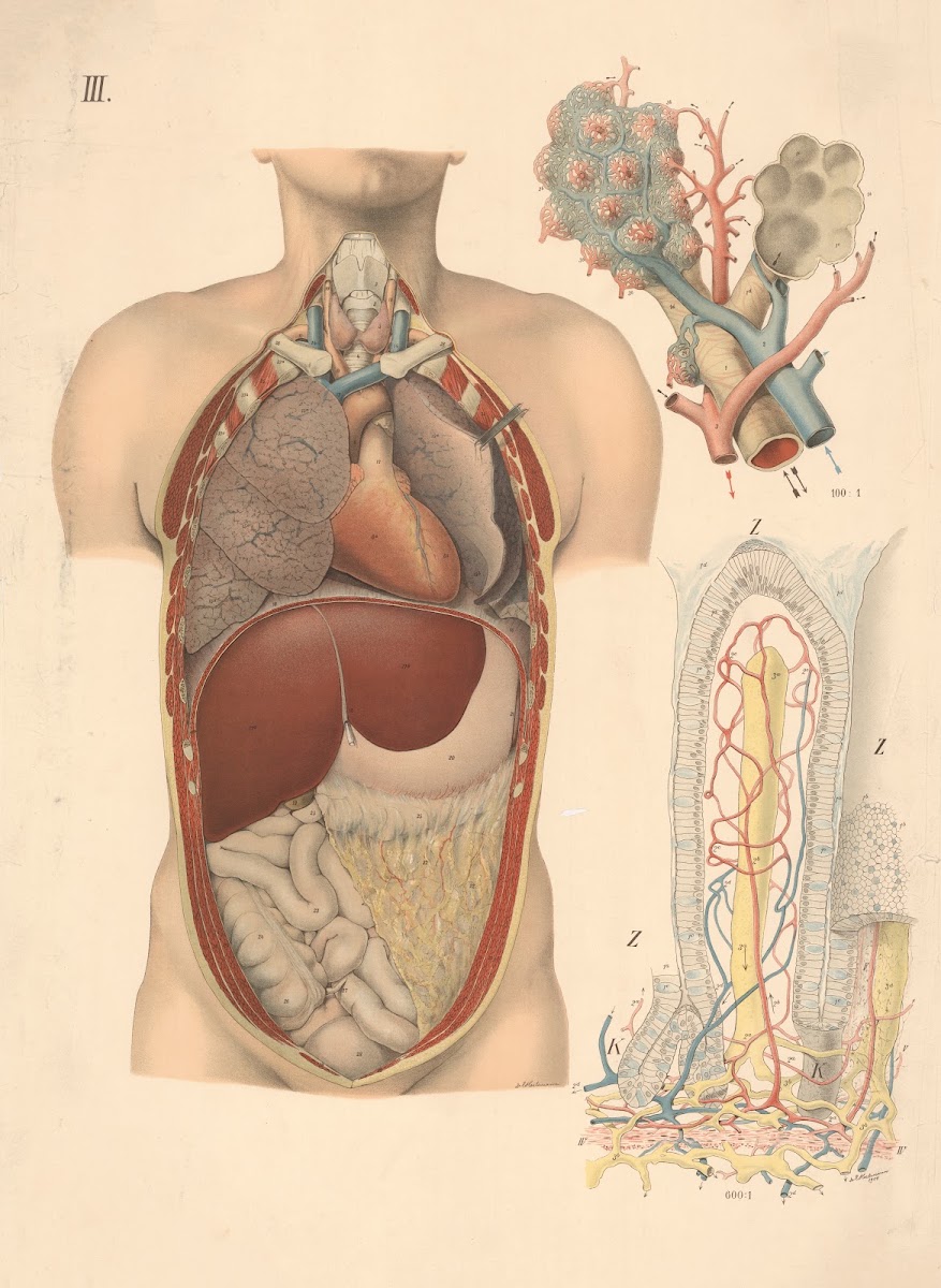 The location of the internal organs and the lungs 1908
