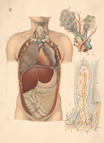 The location of the internal organs and the lungs 1908