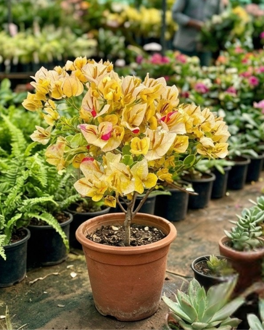 Imported Emas Perak Yellow Mix Bougainvillea Plant — view 5