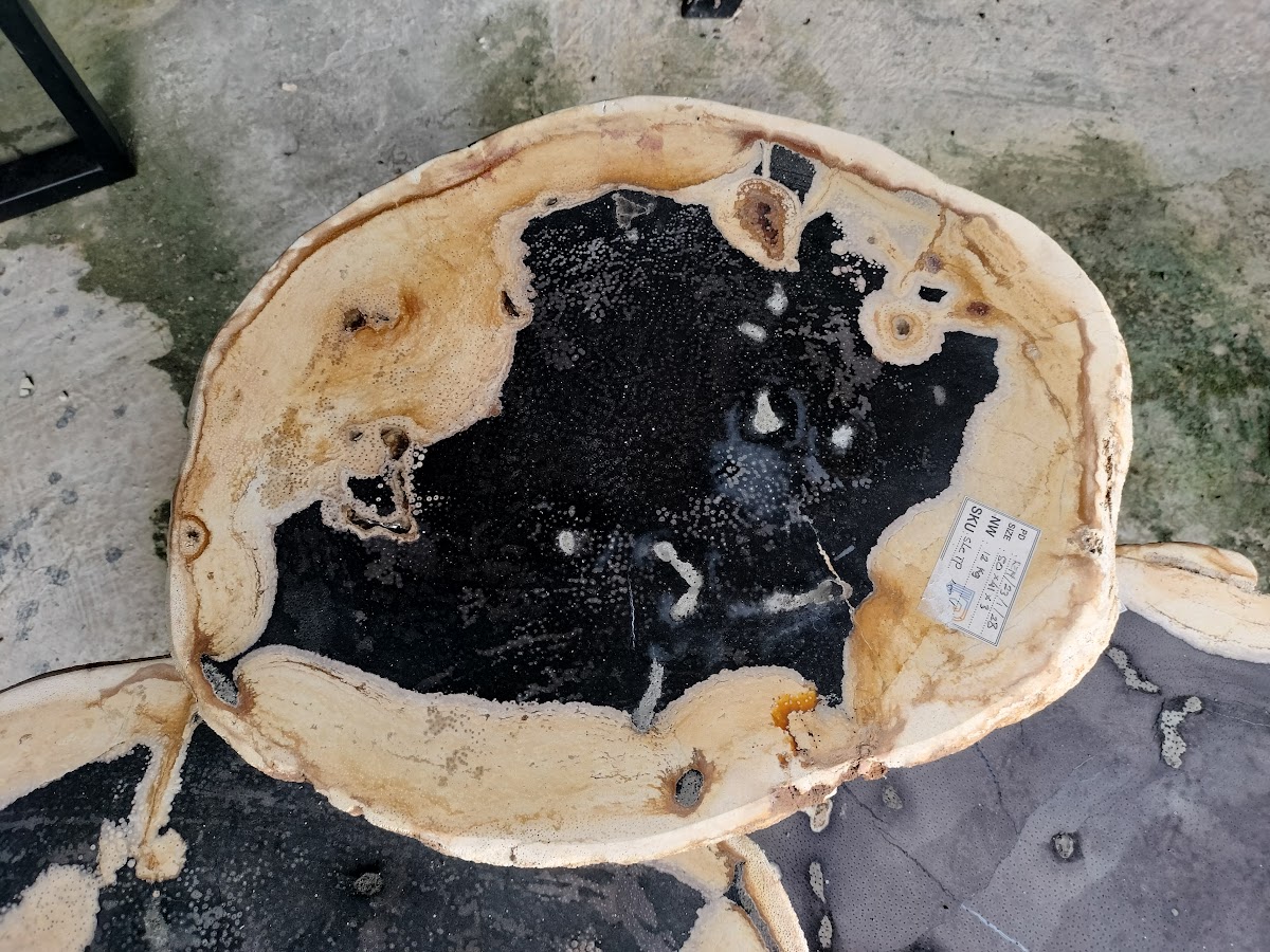 PALM COFFEE TABLE — SKU CFTPK.453.24 | Petrified Wood by PJ Antique Bali