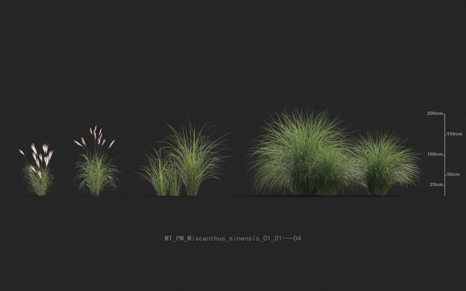 Maxtree - Plant Models Vol.20