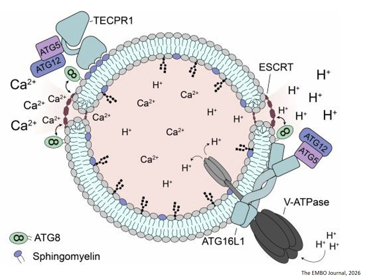 The ATG8 E3-like ligases sense lysosomal damage and initiate ESCRT-mediated membrane repair