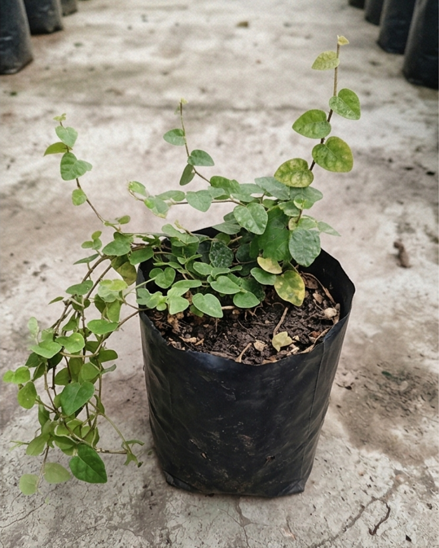 Chipkali Bel Plant — view 4