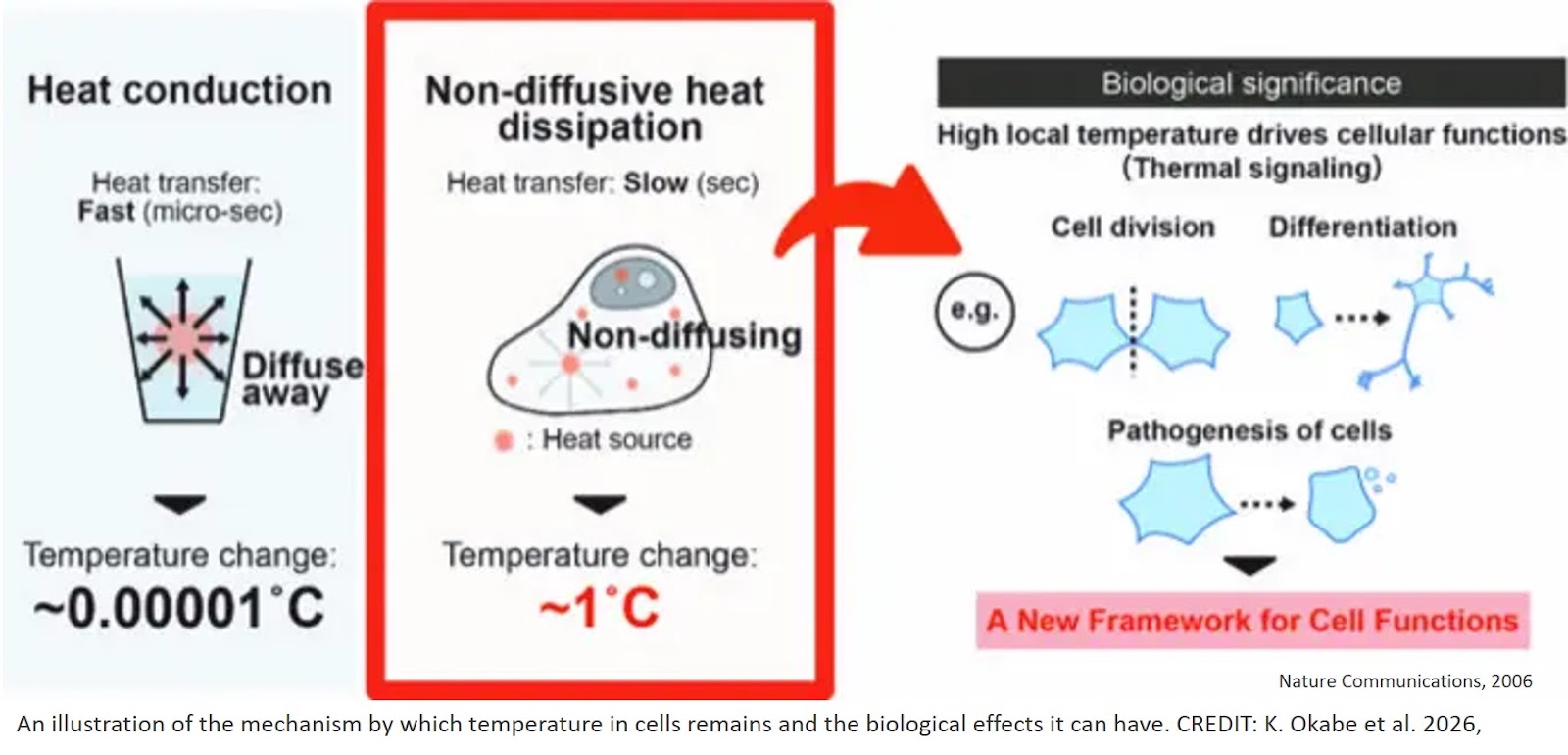 Non-diffusive slow heat dissipation induces high local temperature in living cells