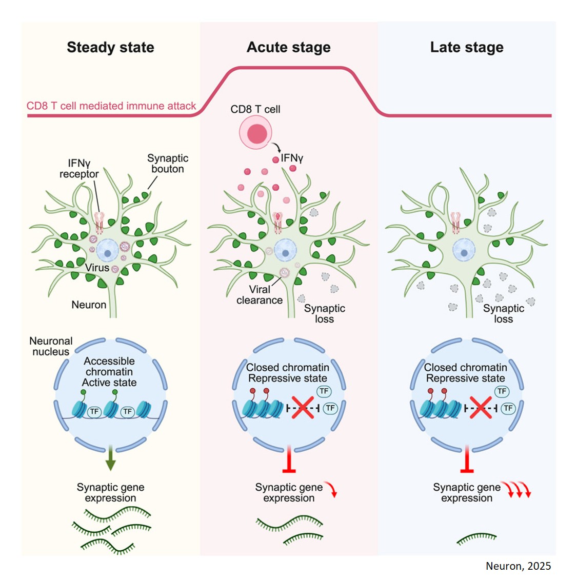 Epigenetic shifts and synaptopathy in brain encephalitis