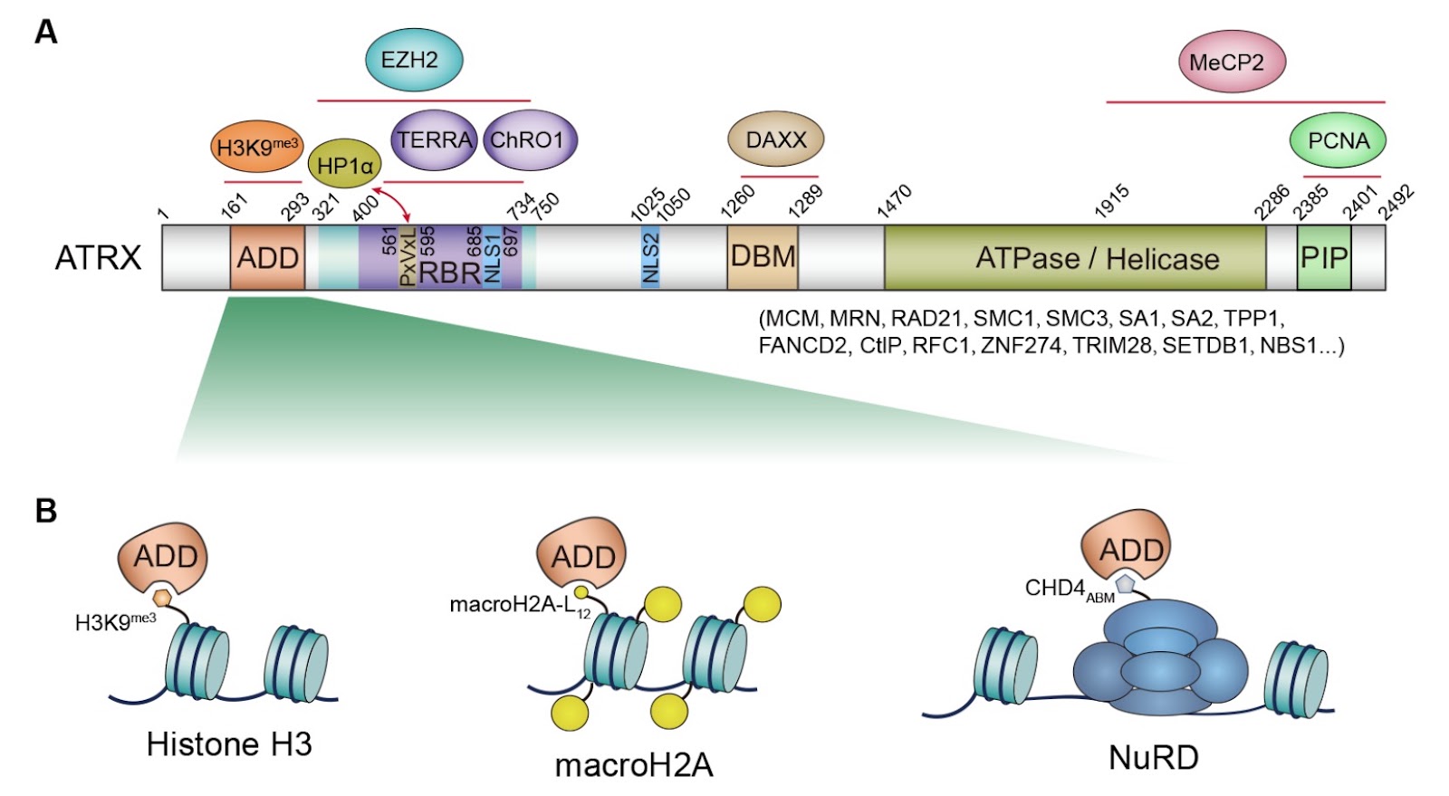ADD domain added new binding partners for the nuclear hub protein ATRX