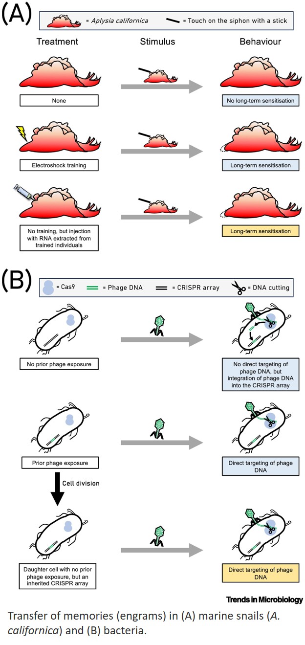 Learning and memory in microorganisms