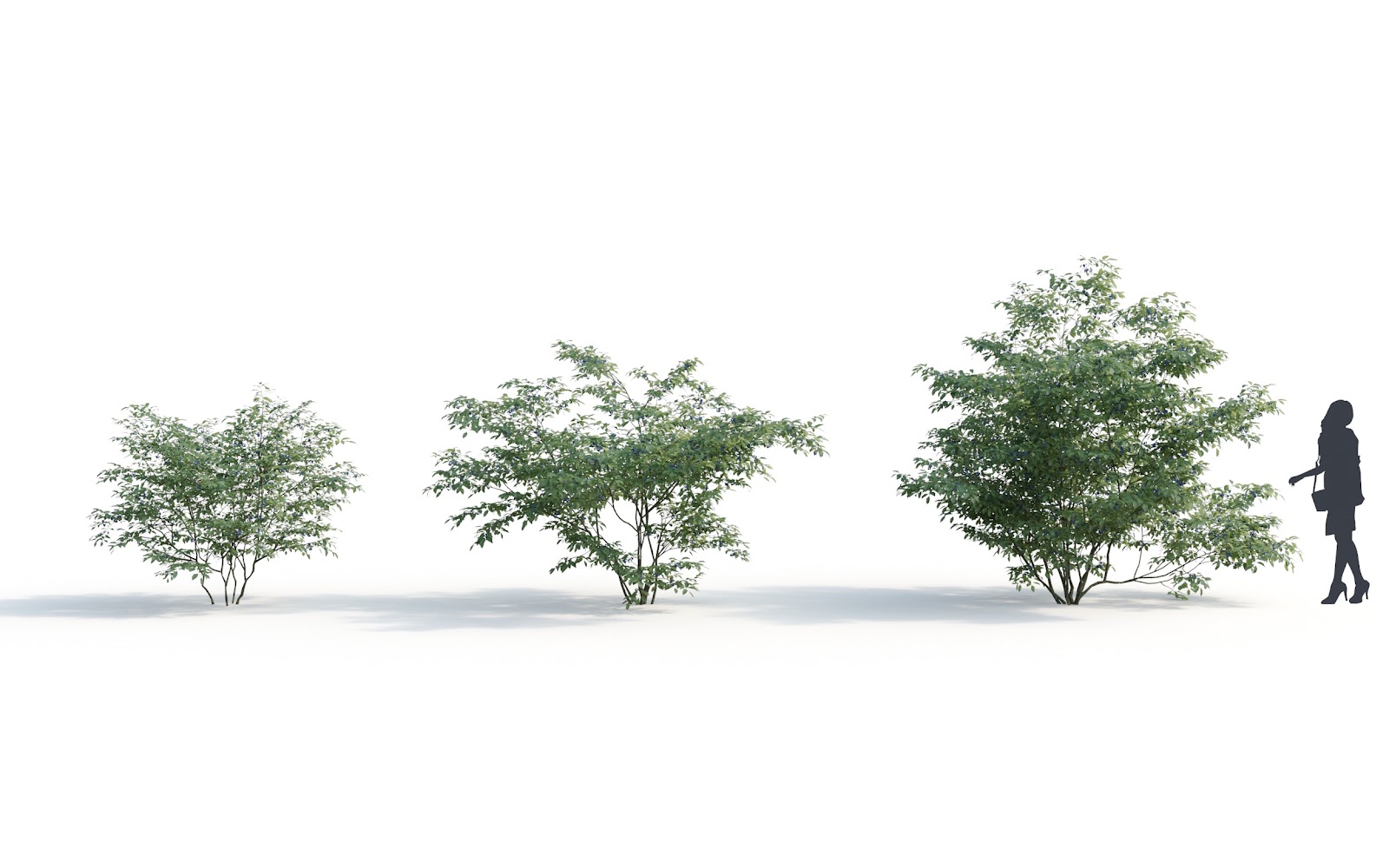 Maxtree - Plant Models Vol.6