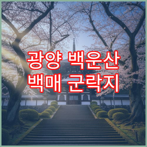 광양 백운산 백매 군락지 평일 새벽 출사 황금시간 인생샷 포인트