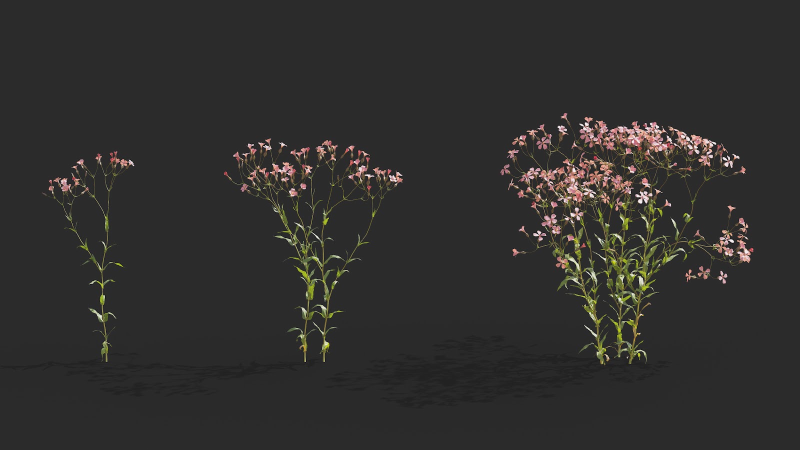 Maxtree - Plant Models Vol.64