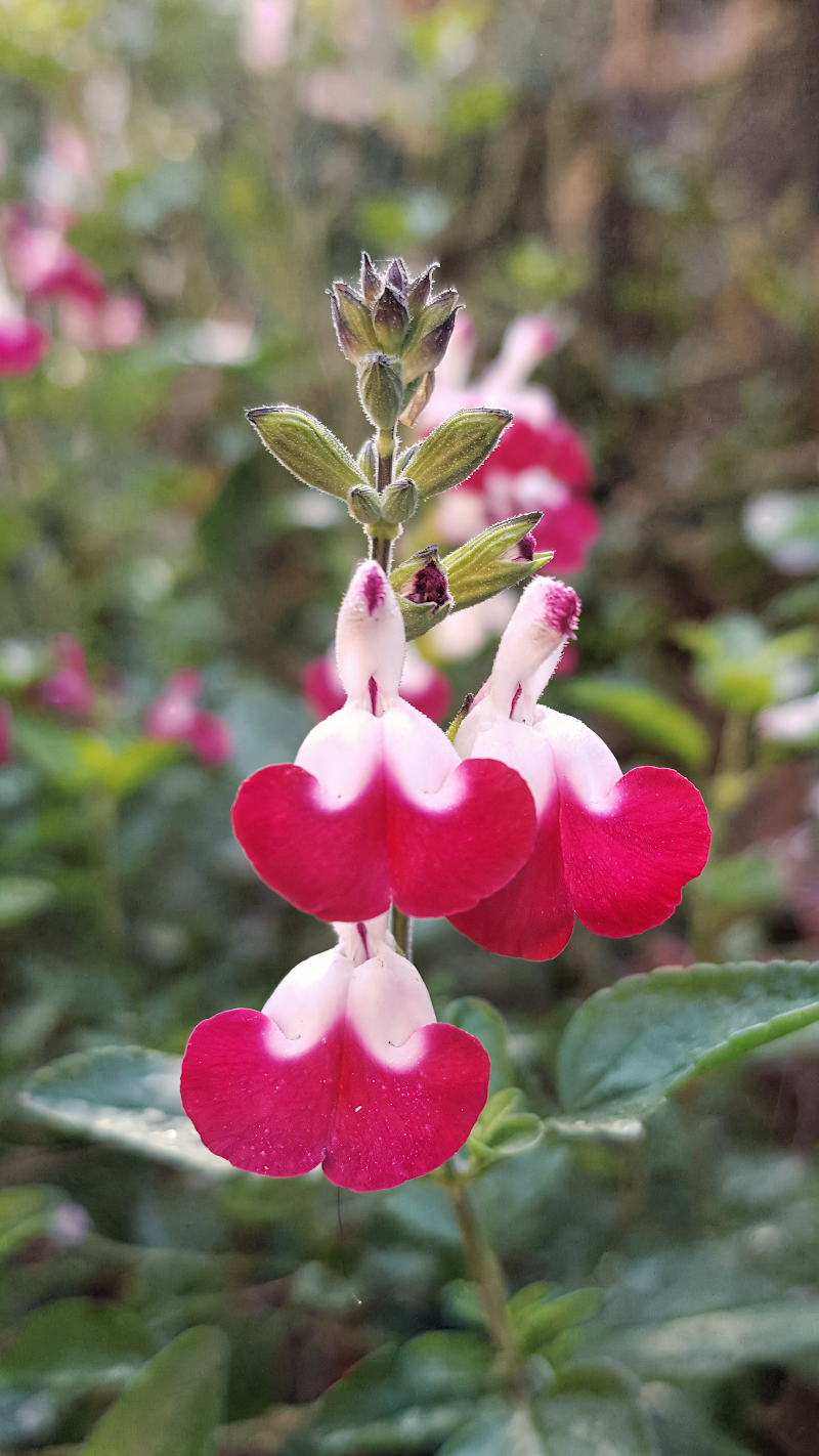 Salvia microphylla Cherry Lips in piena fioritura con fiori bicolori rossi e bianchi in giardino