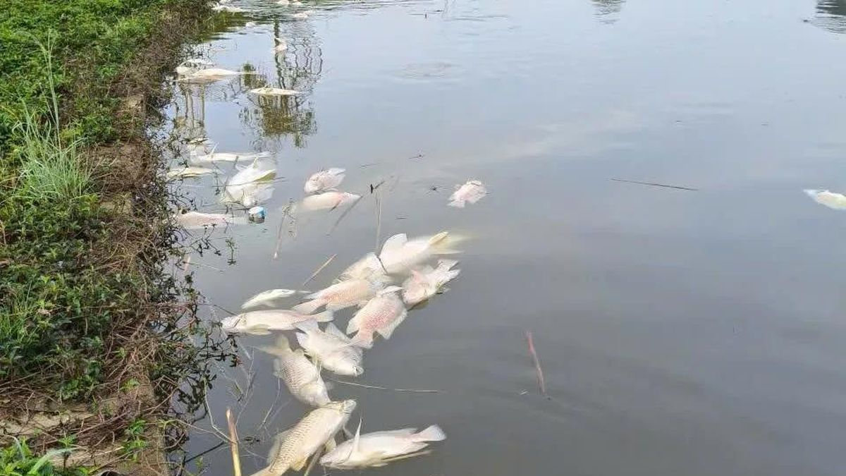 Làm rõ nguyên nhân cá chết hàng loạt ở hồ sinh thái tại Quảng Ngãi - Báo Sài Gòn Giải Phóng