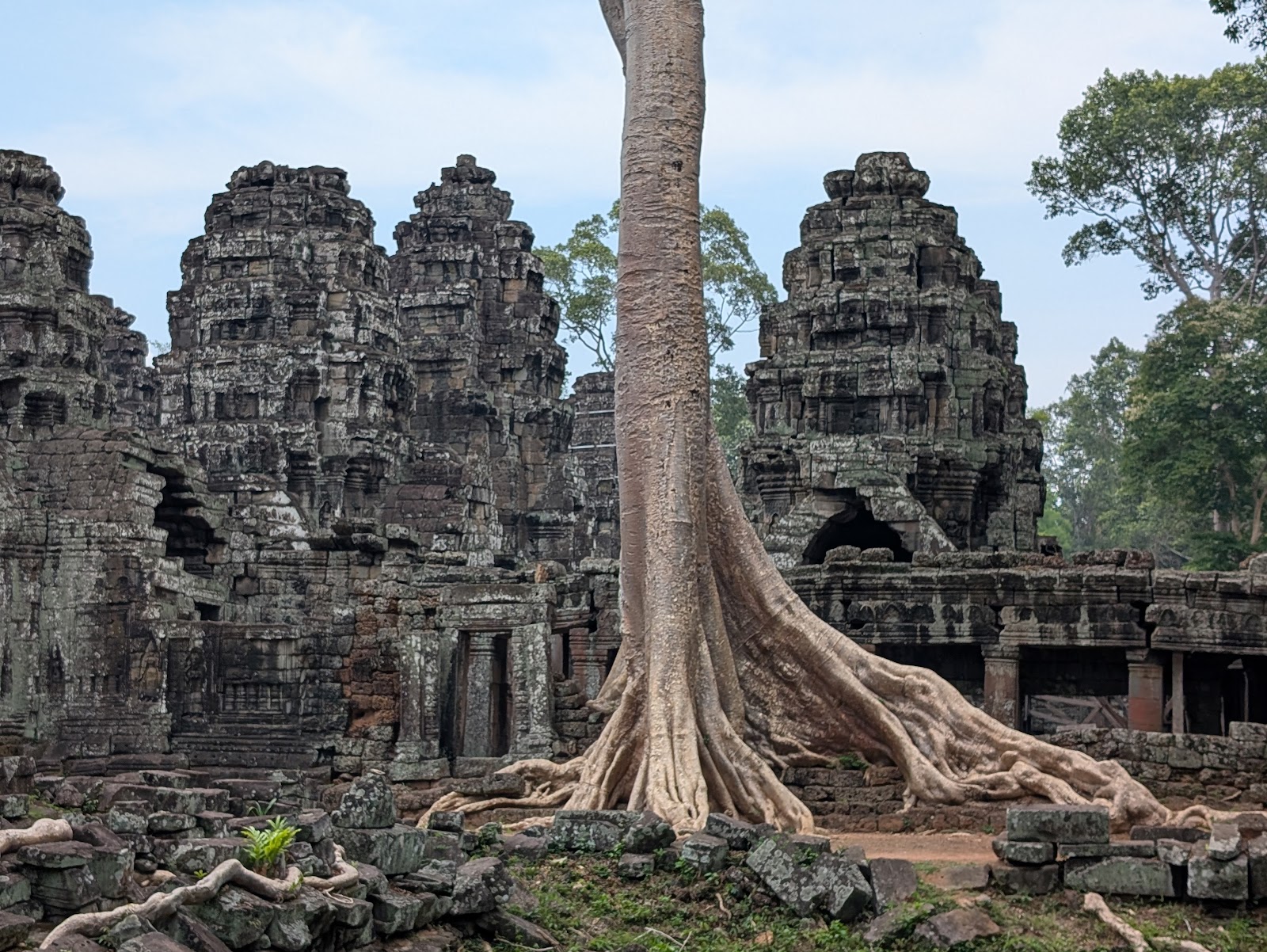 A tree with some complex roots growing amidst temple ruins