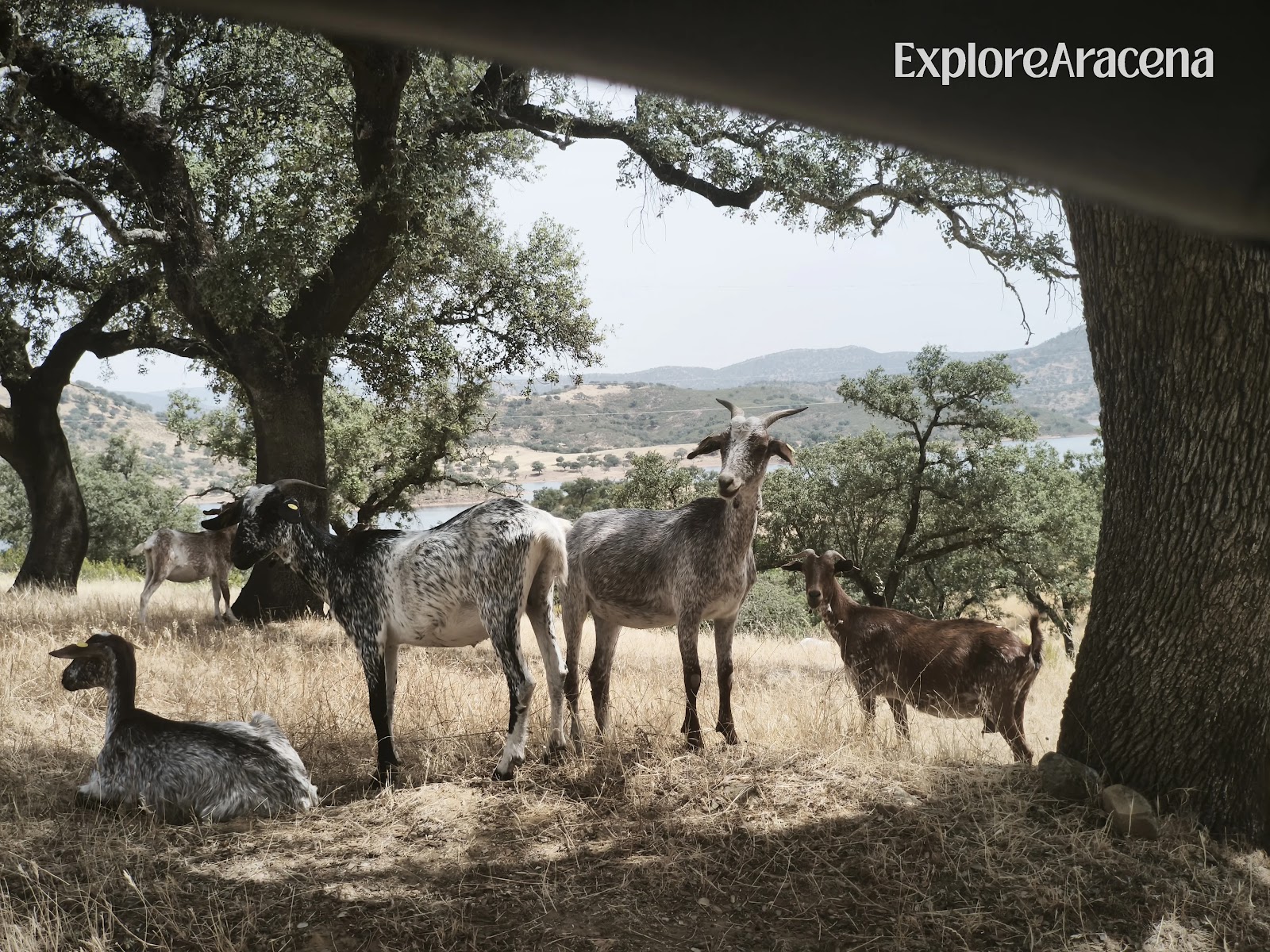 Goats roaming through oak pasture in the Sierra de Aracena countryside.