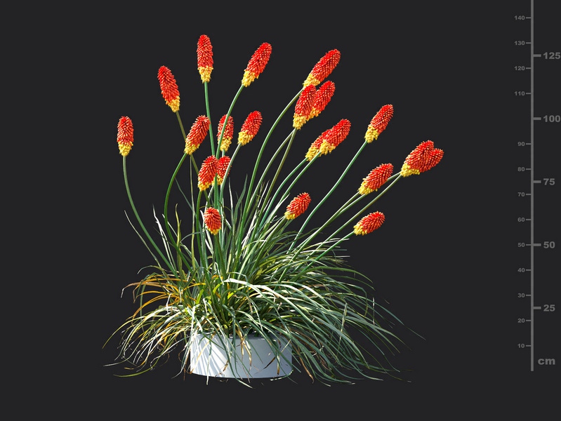 Maxtree - Plant Models Vol.115