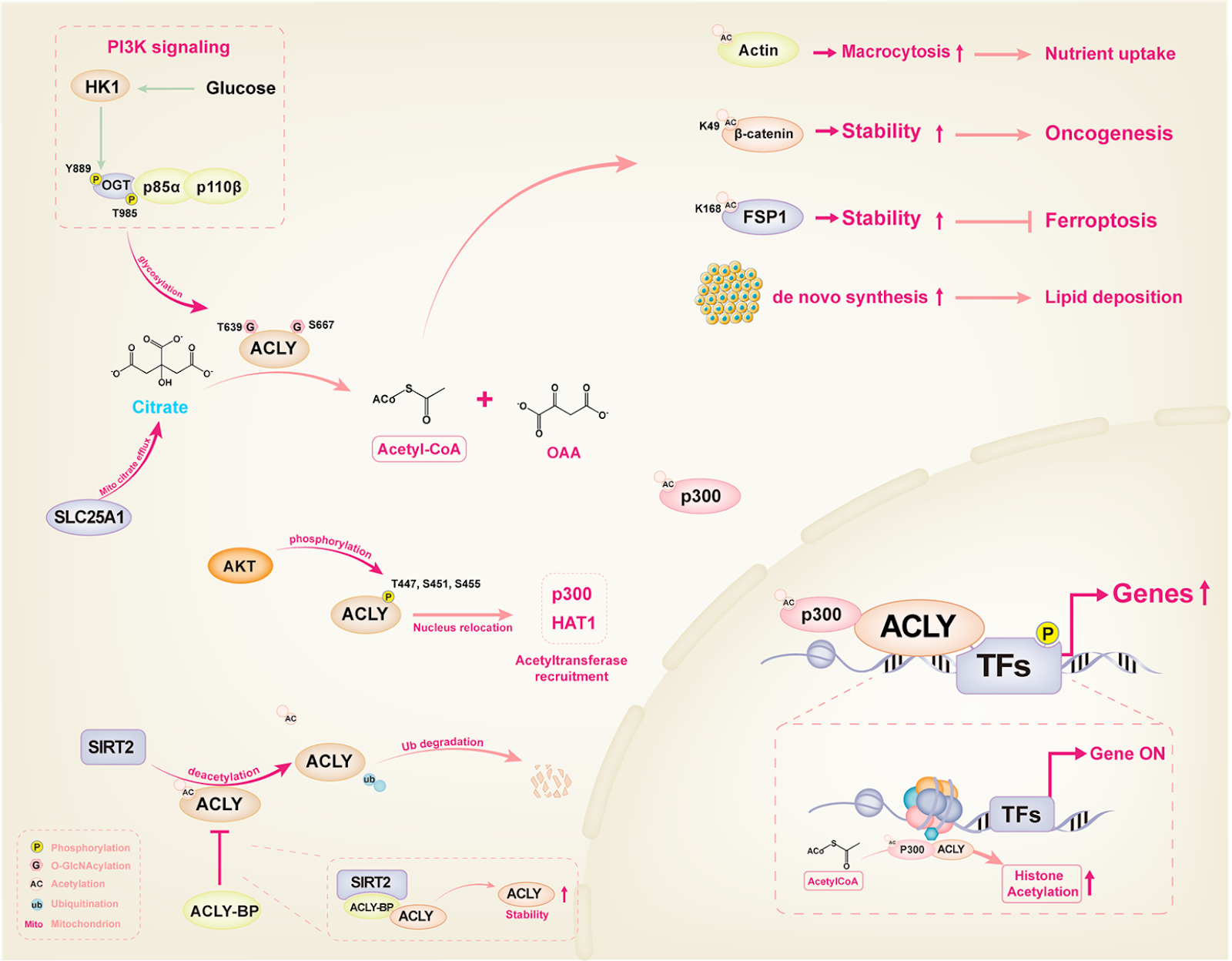 ATP-citrate lyase: carcinogenesis and therapeutic advances