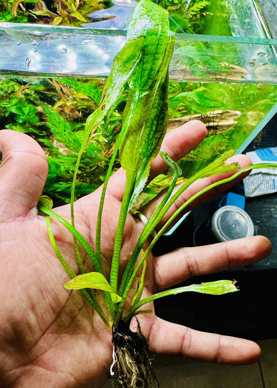 Echinodorus Uruguayensis / Amazon Sword