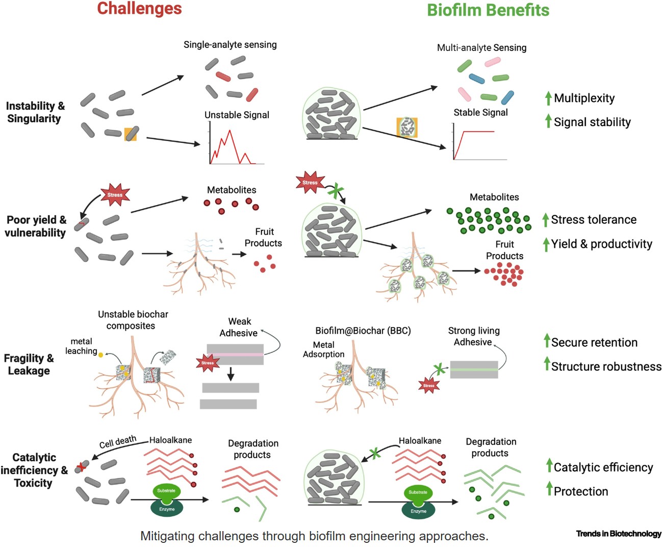 Engineered bacterial biofilms for biotechnological applications