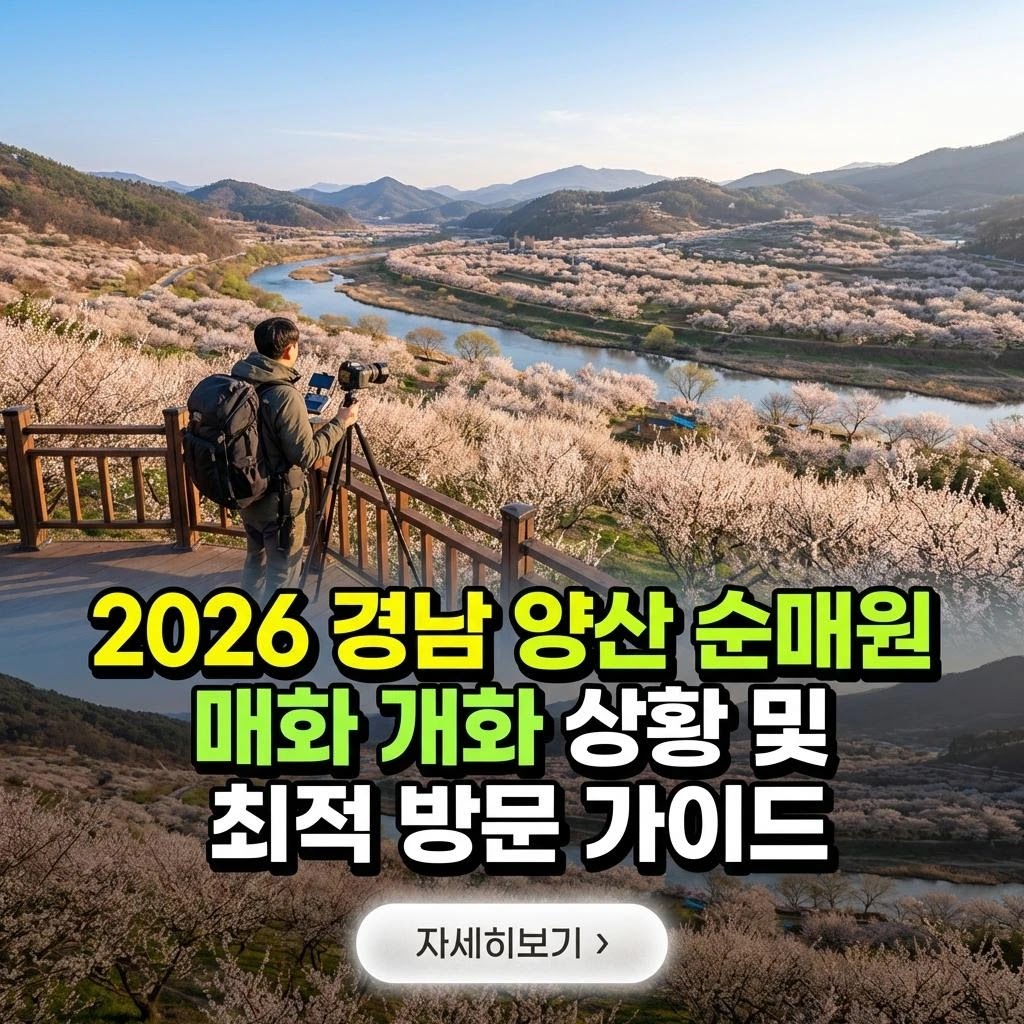 2026 순매원 매화: 절정의 아름다움과 프리미엄 가이드