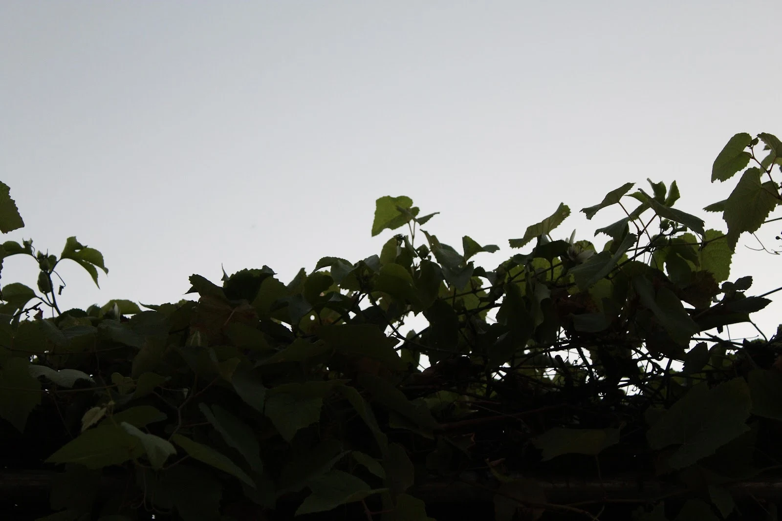 Lush Green Vines Against Sky - Nature Photography 5K Wallpaper (5184x3456)