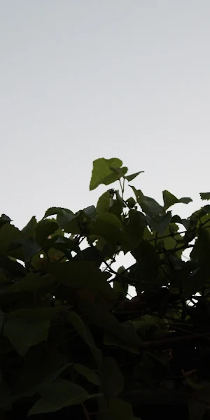 Lush Green Vines Against Sky 5K Wallpaper Background