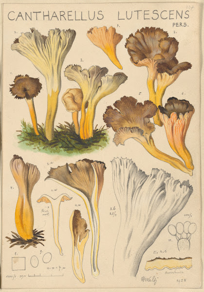 Cantharellus lutescens 1915 1945