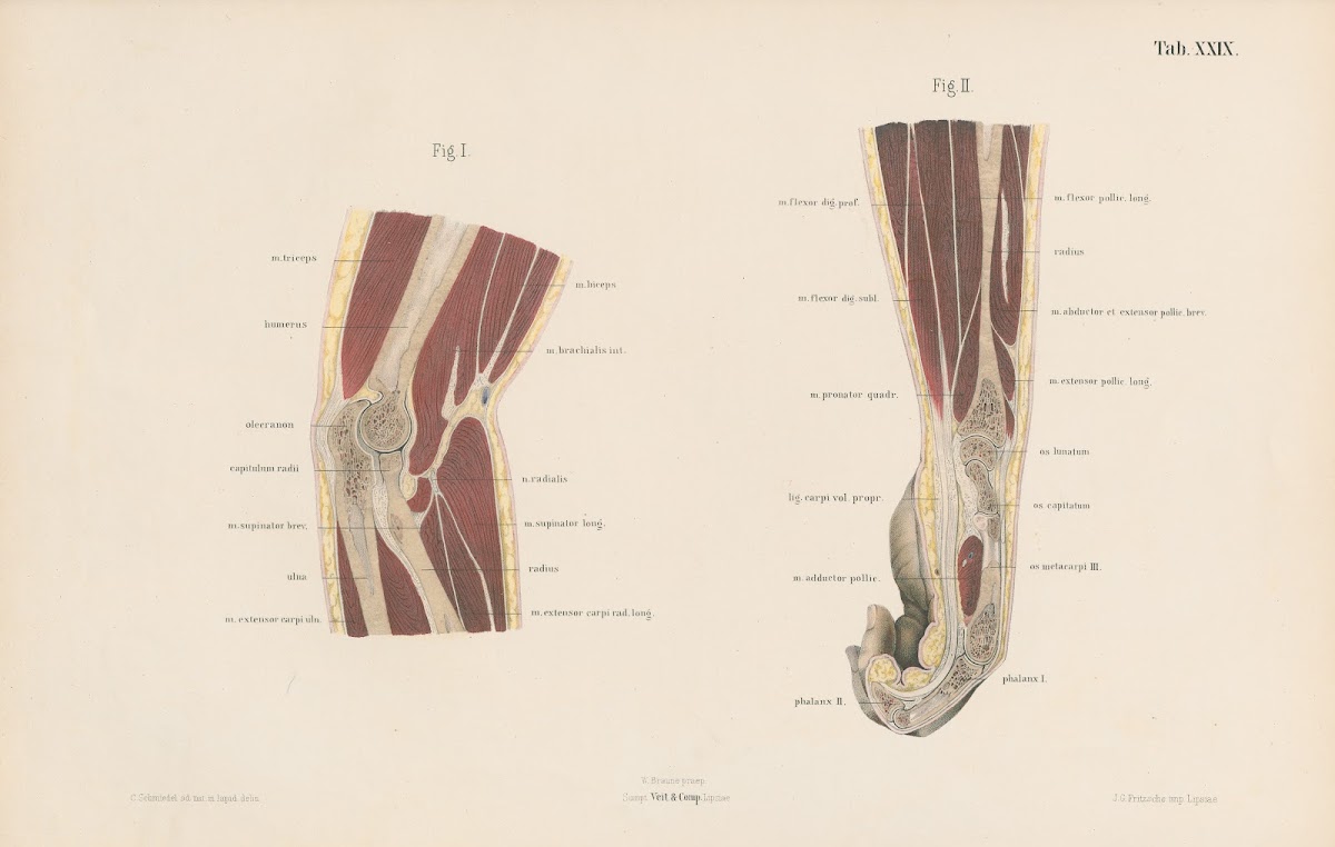 Topographisch anatomischer Atlas nach Durchschnitten an gefrornen Cadavern Pl31