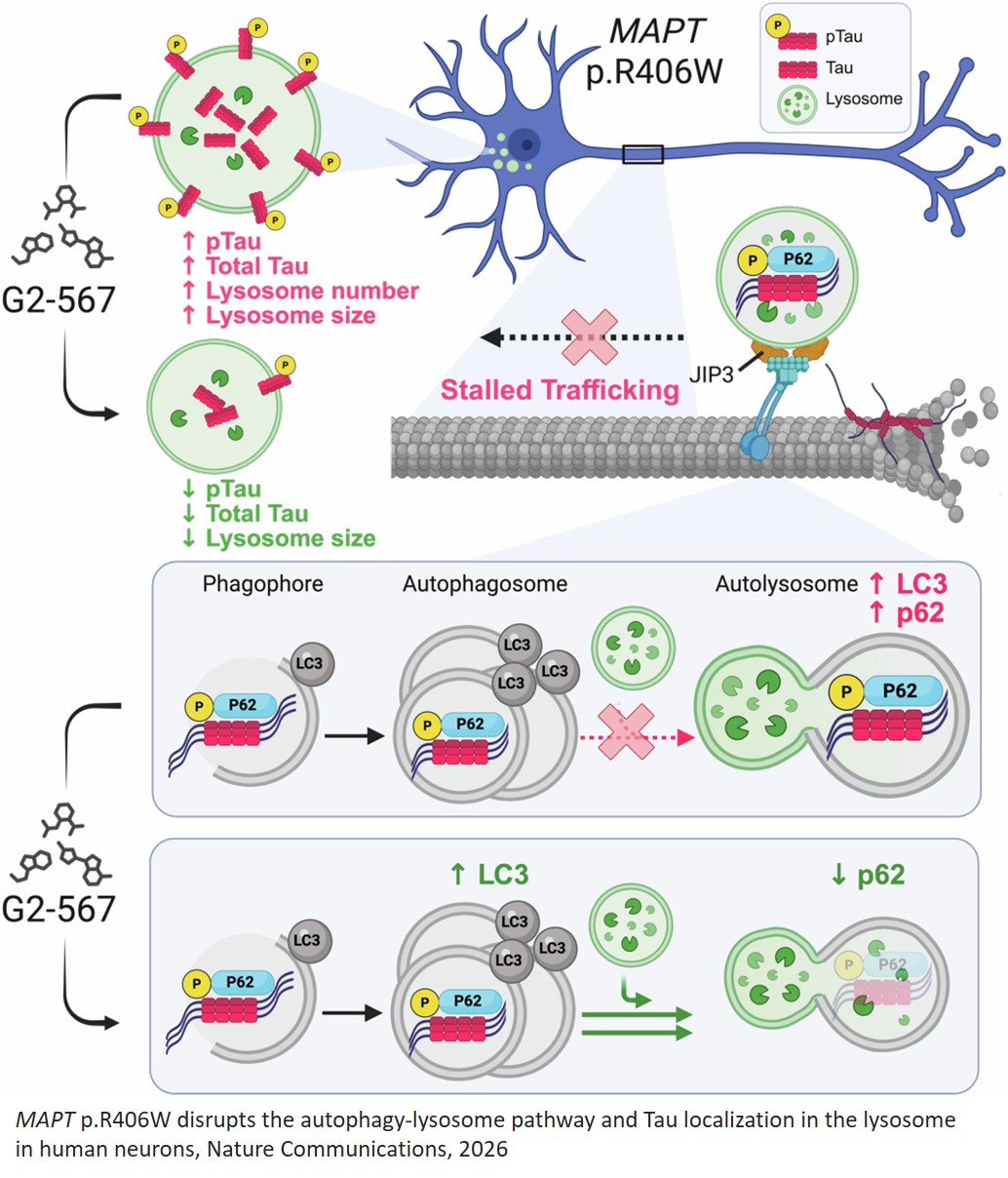 A pathogenic Tau mutation drives autophagy-lysosome dysfunction that limits Tau degradation in a model of frontotemporal dementia