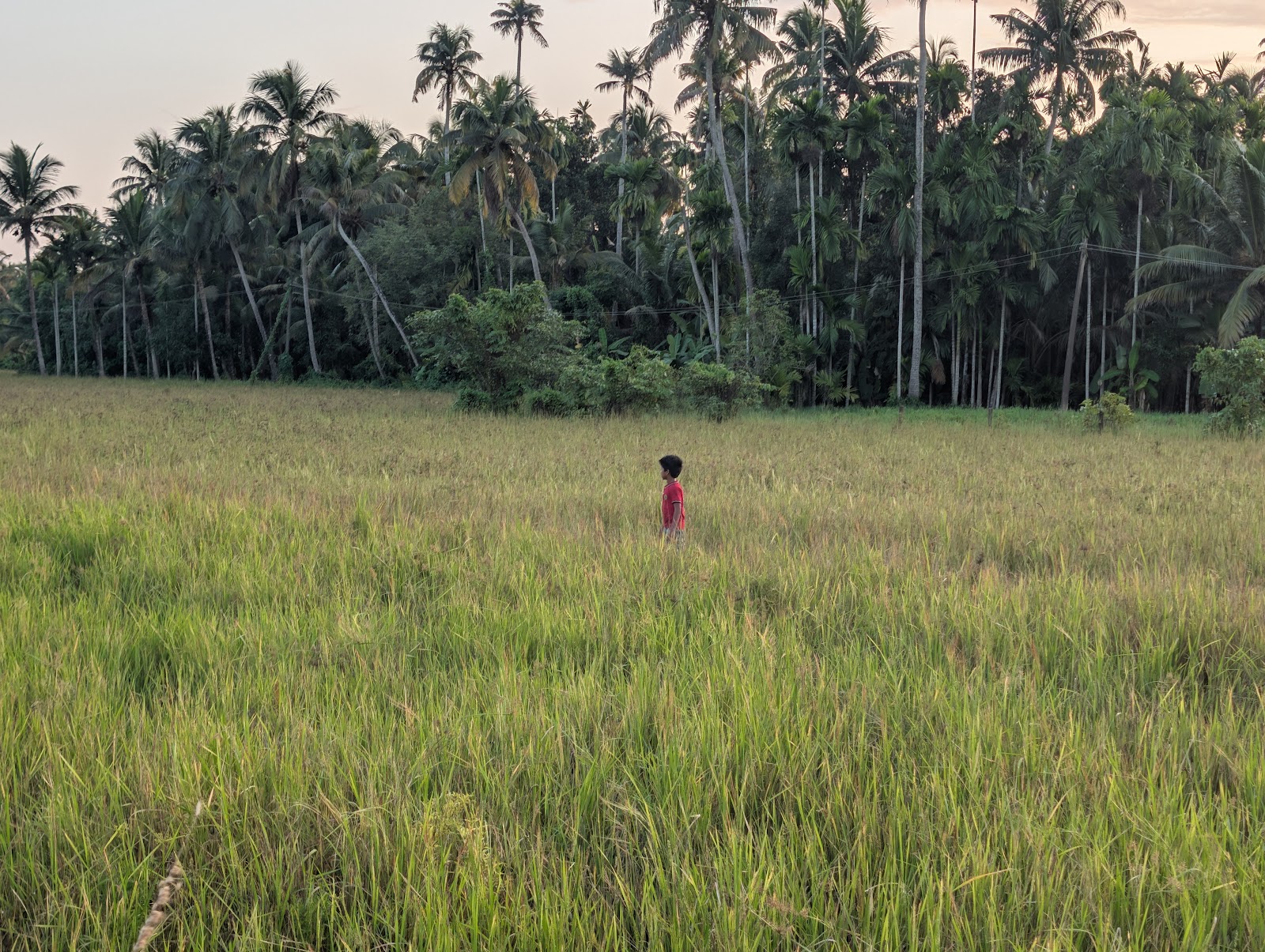 A boy standing in a paddy field in Kunnukara.
