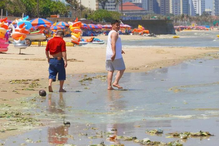 Tảo biển bủa vây nhiều bãi biển ở phía Đông TPHCM - Báo Sài Gòn Giải Phóng