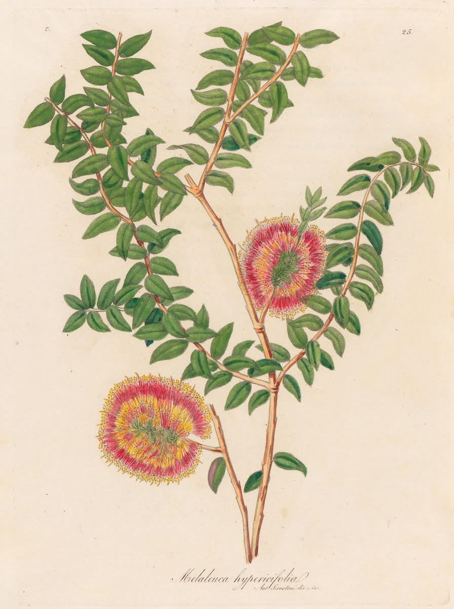Melaleuca hypericifolia 1818 1824