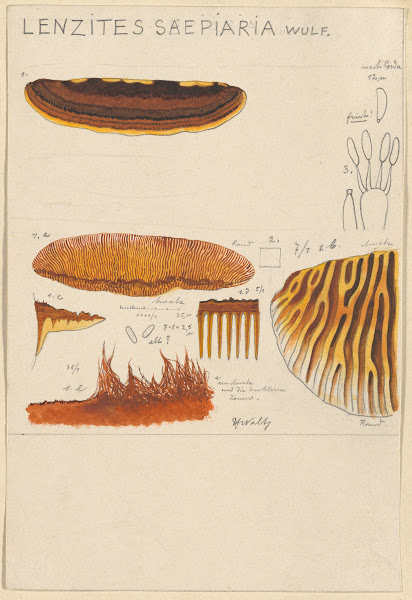 Lenzites saepiaria 1915 1945