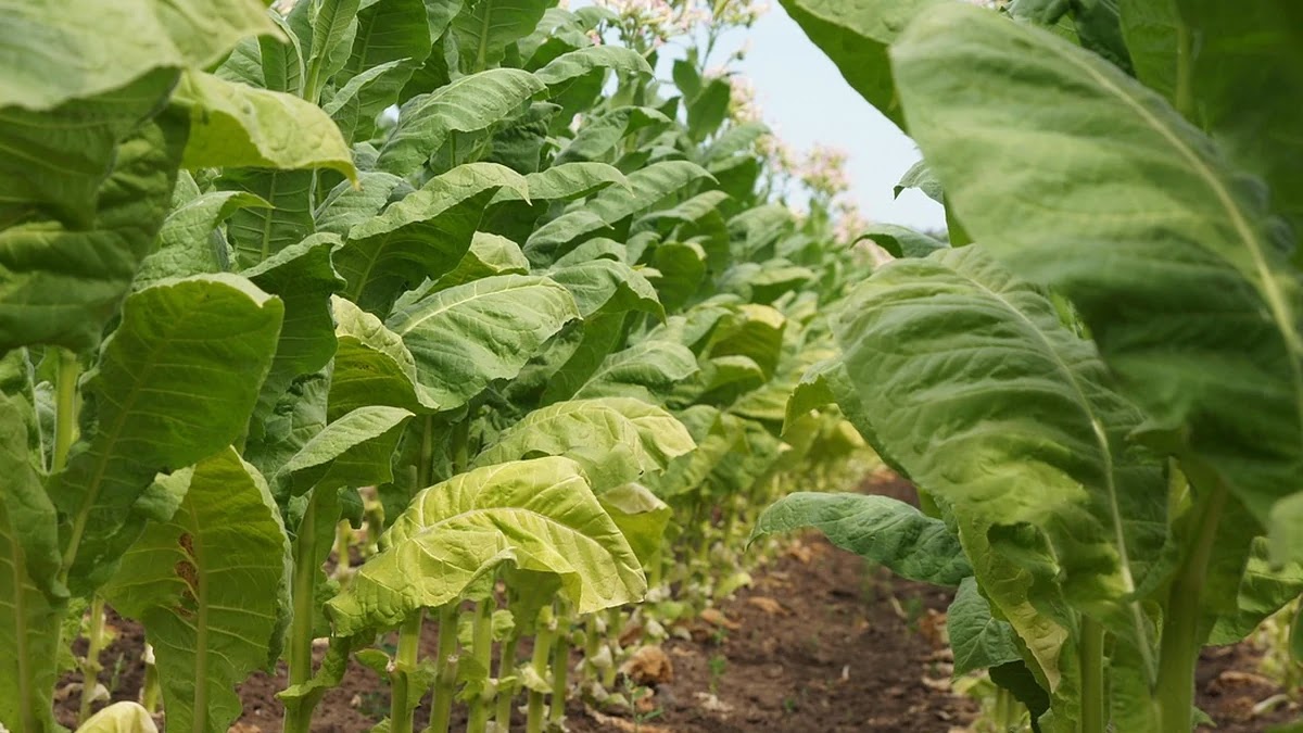 청년지원금 종류별 신청 조건과 지원 대상 차이점 분석