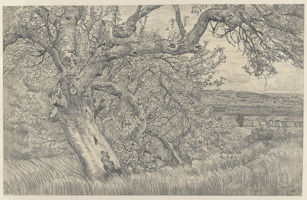Oude boom in glooiend landschap 1903