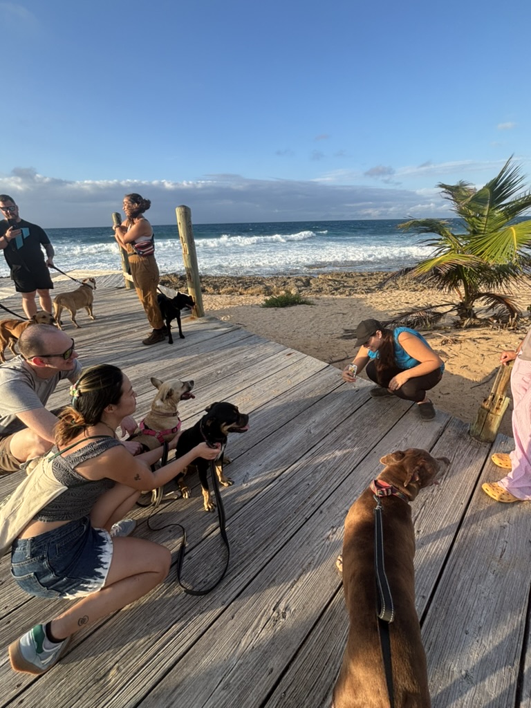Walking a shelter dog on the pier along the Loíza coastline with Amigos de los Animales
