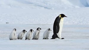 Penguins Wallpaper