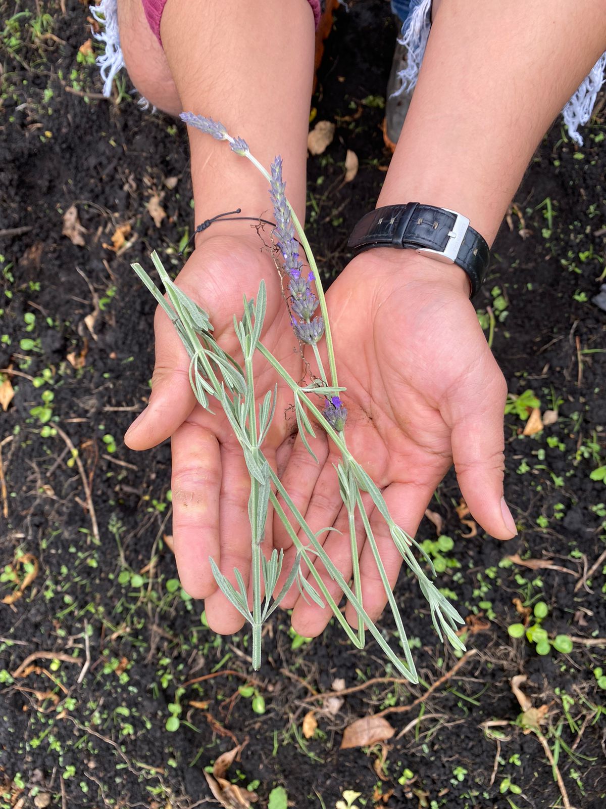 Comprar Lavanda orgánico