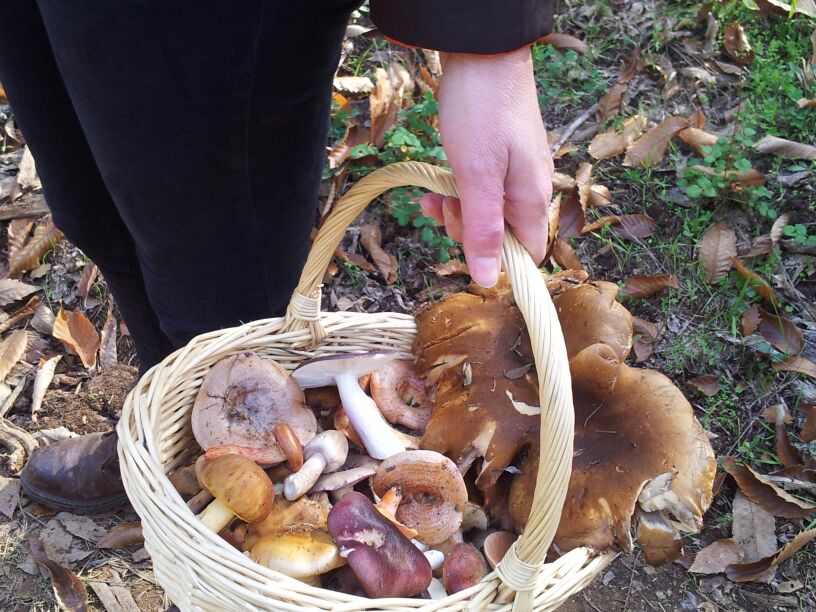 Hand carrying a woven basket filled with several varieties of wild mushrooms outdoors.