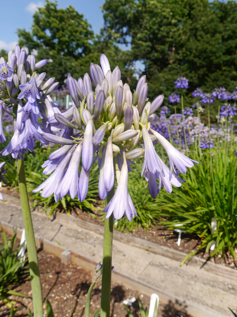 Agapanthus praecox 'Celebration' in piena fioritura in un giardino mediterraneo