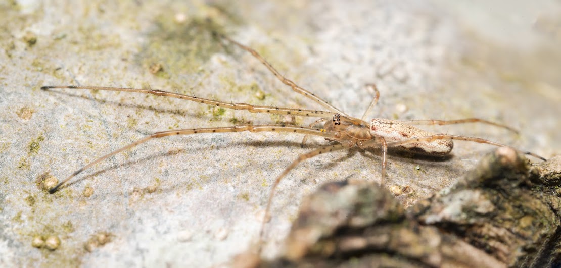 Tetragnatha sp.