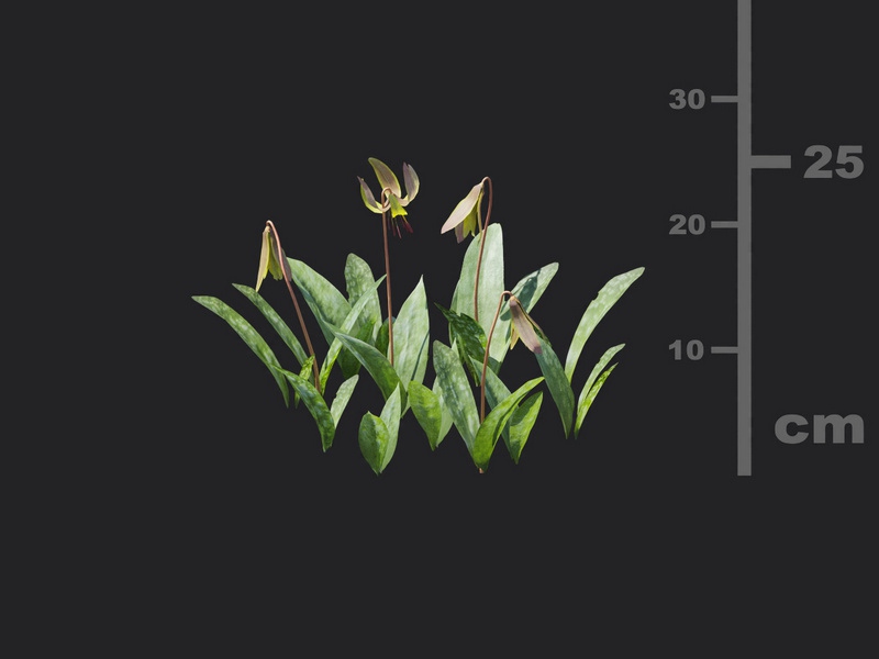 Maxtree - Plant Models Vol.116
