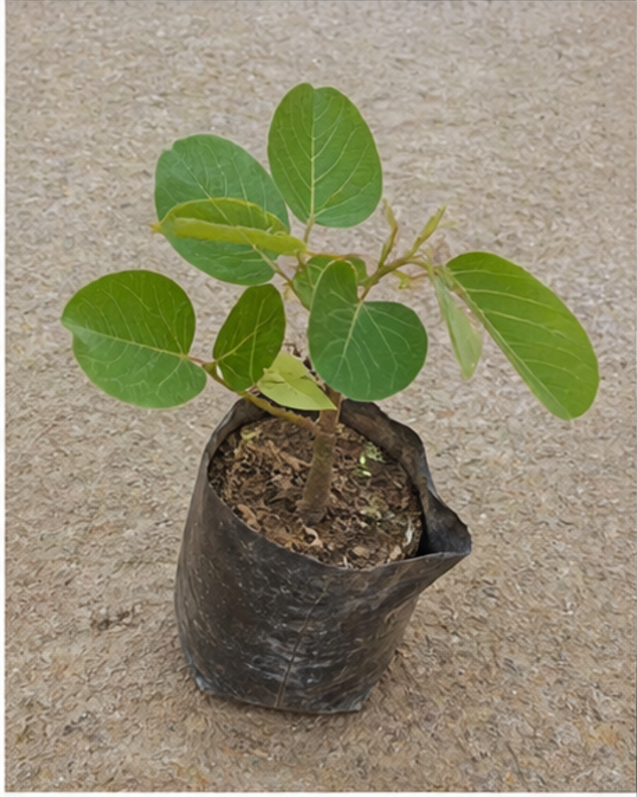 White Palash Plant — view 5
