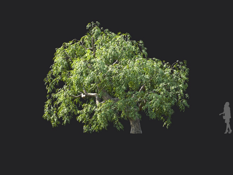 Maxtree - Plant Models Vol.124