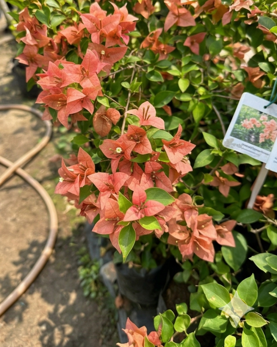Imported Brezza Peach Bougainvillea Plant — view 2