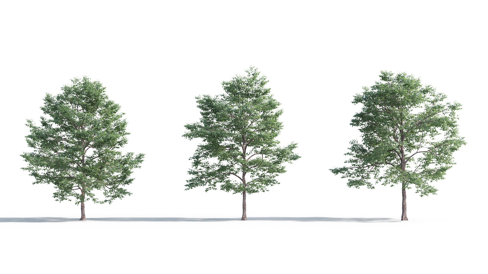 Maxtree - Plant Models Vol.5