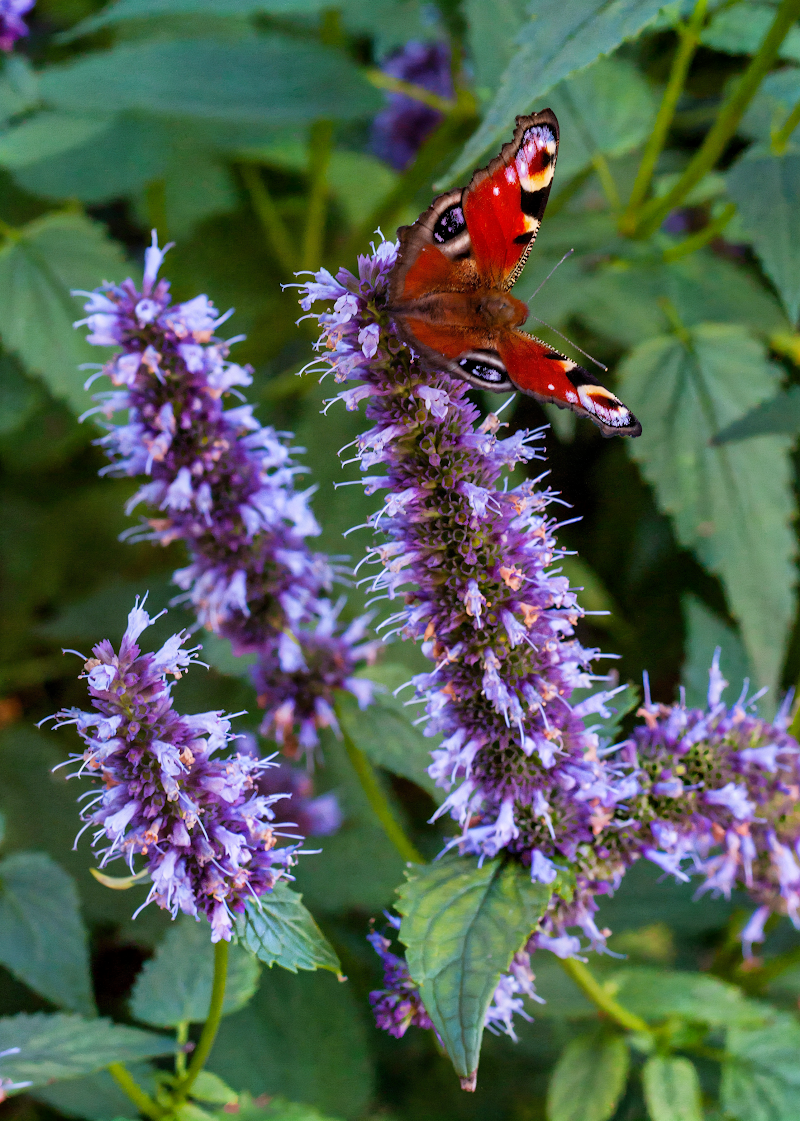 Agastache Black Adder in piena fioritura, design giardino naturalistico